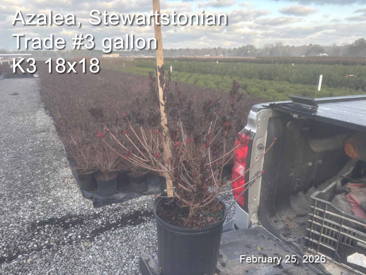 gallery/sws3t k3 feb25B.jpg